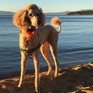 Meet your Posher, Jackie